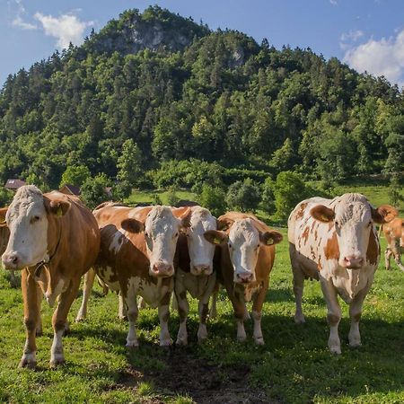 Farm Holidays Povsin Bled Kültér fotó